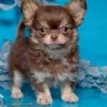 Teacup Chihuahua Cottage