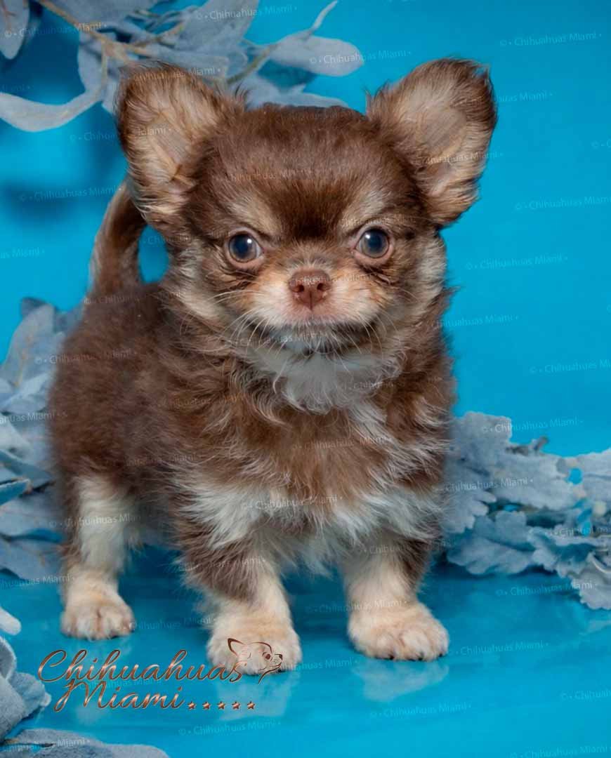 Teacup Chihuahua Cottage