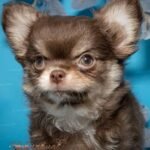 Teacup Chihuahua Cottage