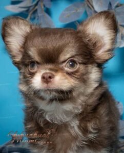 Teacup Chihuahua Cottage