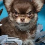 Teacup Chihuahua Cottage