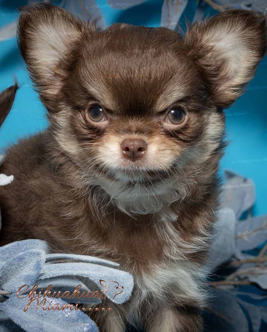 Teacup Chihuahua Cottage