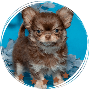 Teacup Chihuahua Cottage