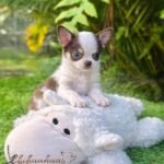 Teacup Chihuahua Daemon