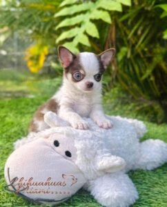 Teacup Chihuahua Daemon