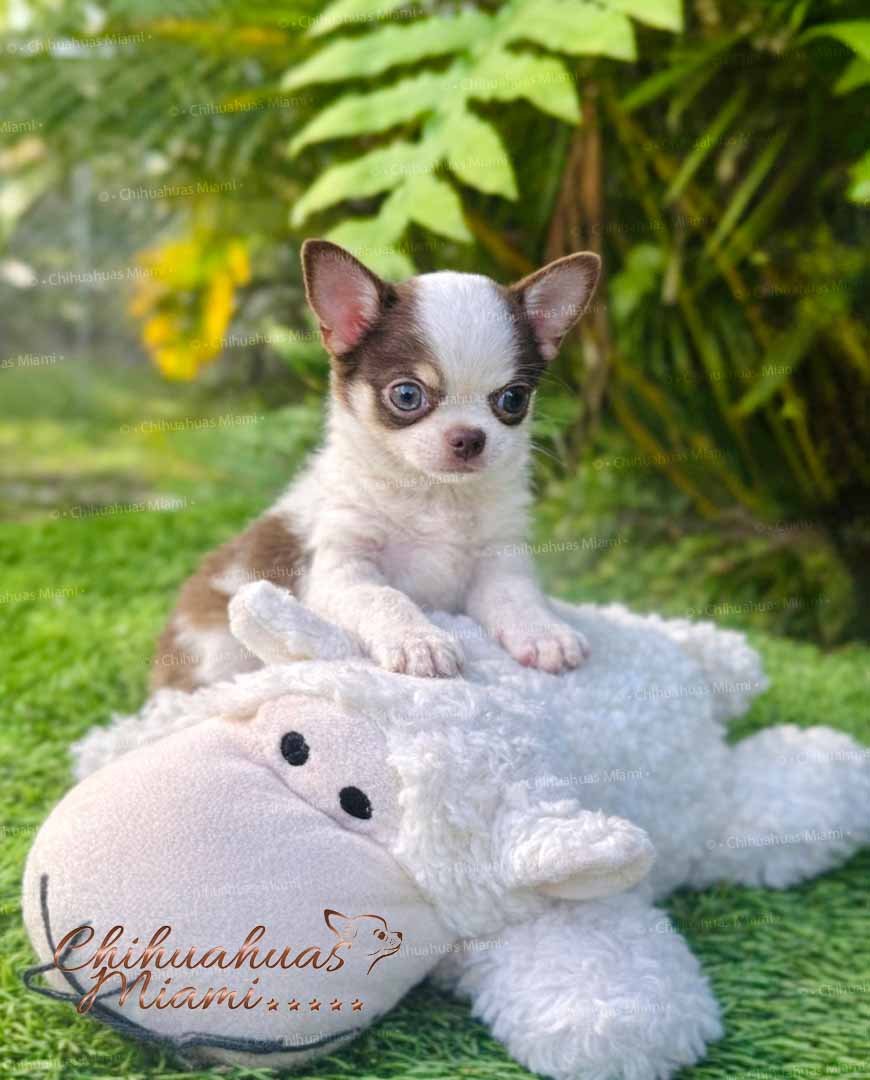 Teacup Chihuahua Daemon
