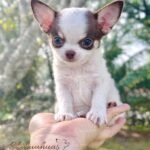 Teacup Chihuahua Daemon