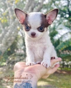 Teacup Chihuahua Daemon