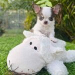 Teacup Chihuahua Daemon
