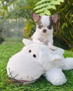 Teacup Chihuahua Daemon
