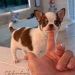 Teacup Chihuahua Daemon