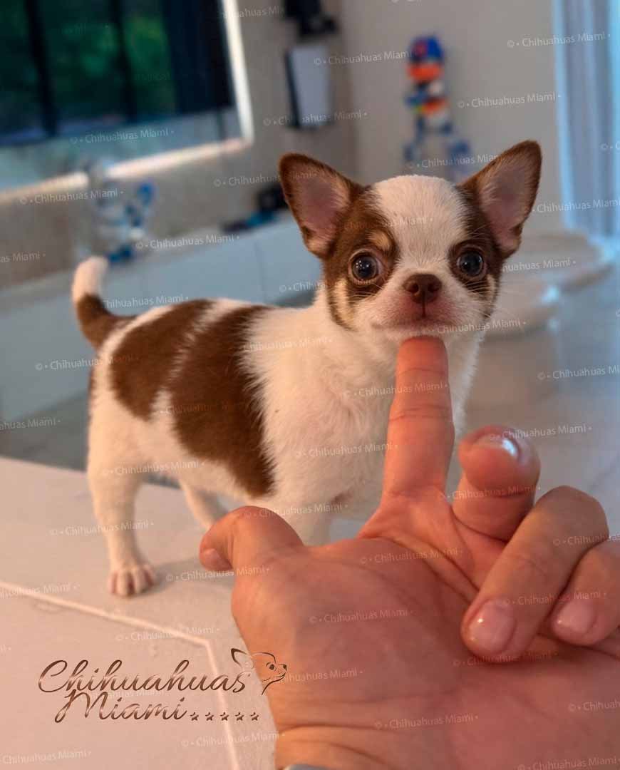 Teacup Chihuahua Daemon