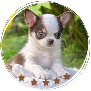 Teacup Chihuahua Daemon
