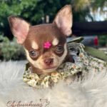 Chihuahua Puppie Daisy