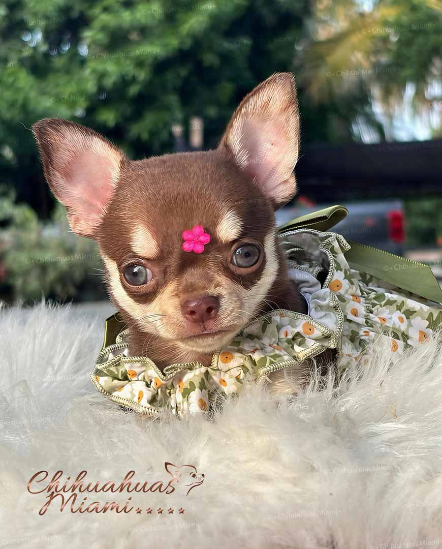 Chihuahua Puppie Daisy