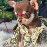 Chihuahua Puppie Daisy