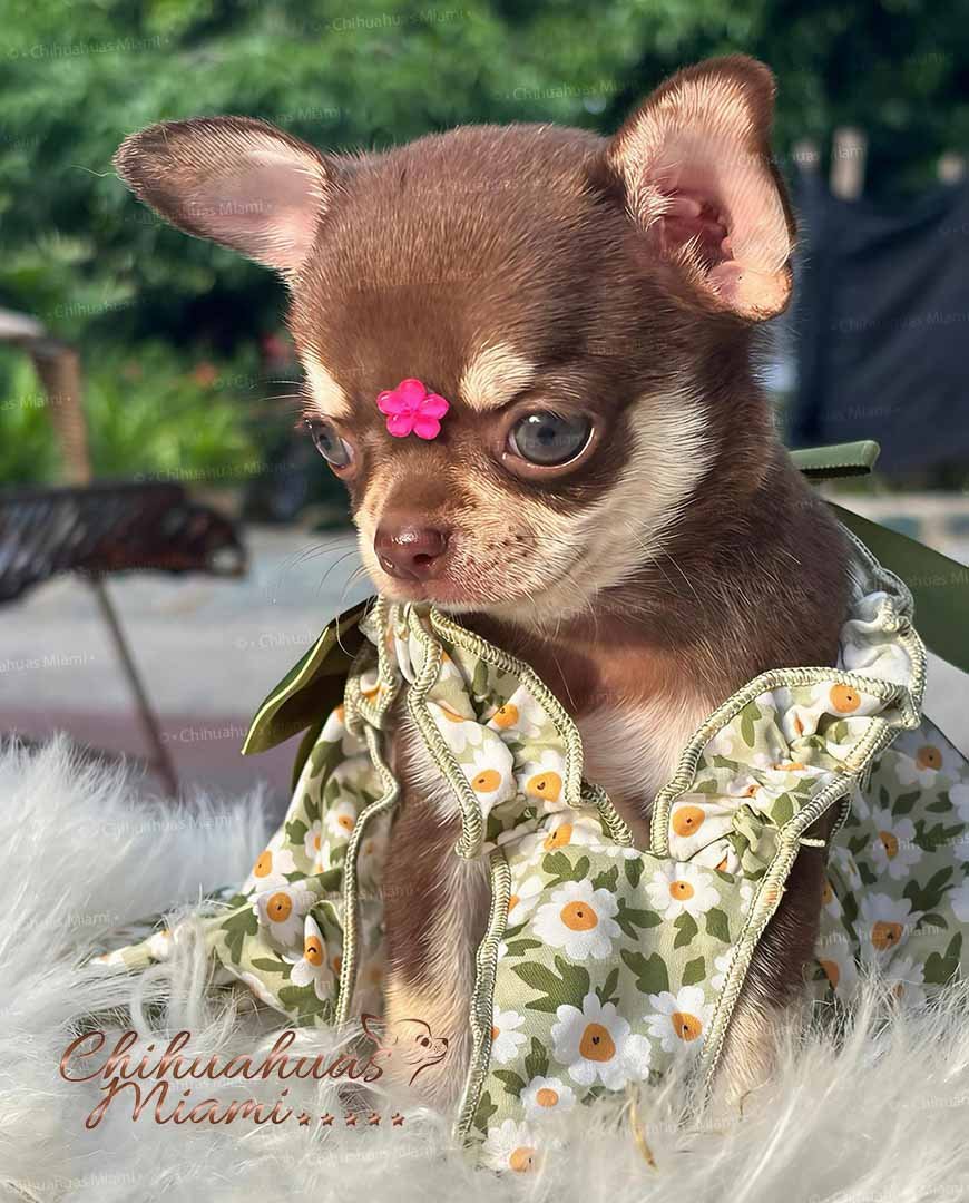 Chihuahua Puppie Daisy