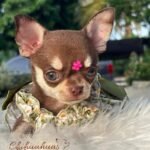 Chihuahua Puppie Daisy