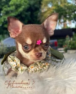 Chihuahua Puppie Daisy