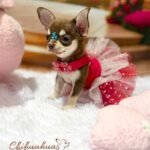 Teacup Chihuahua Daisy