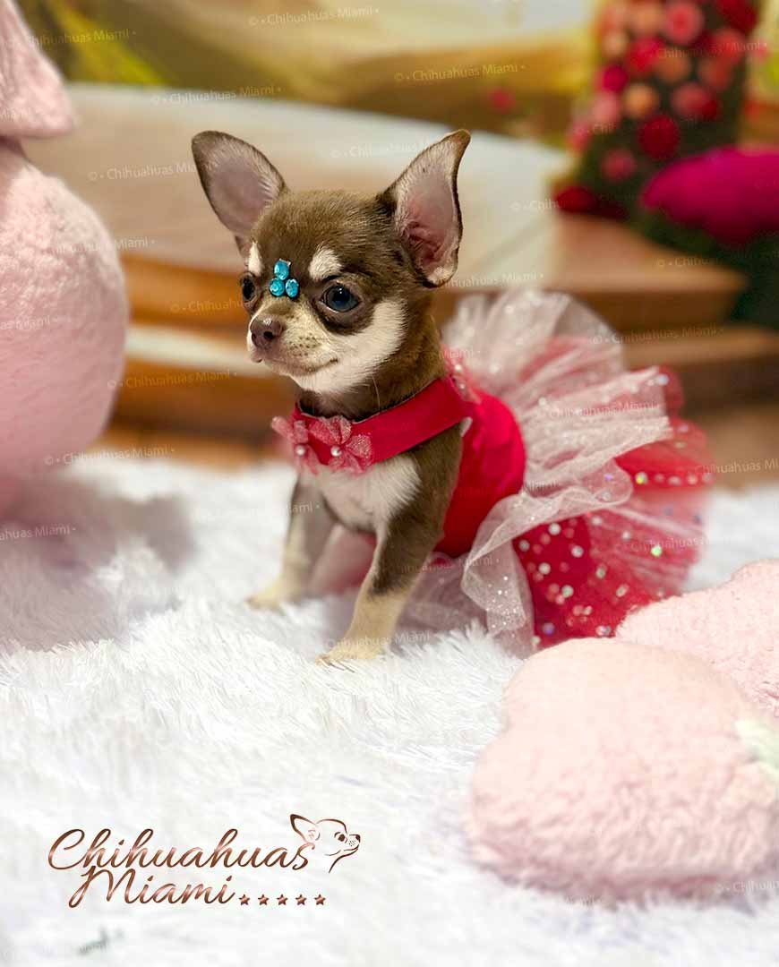 Teacup Chihuahua Daisy