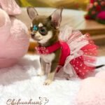 Teacup Chihuahua Daisy