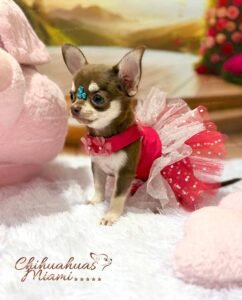 Teacup Chihuahua Daisy