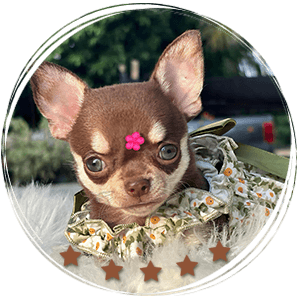 Chihuahua Puppie Daisy