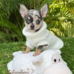 Teacup Chihuahua Dexter