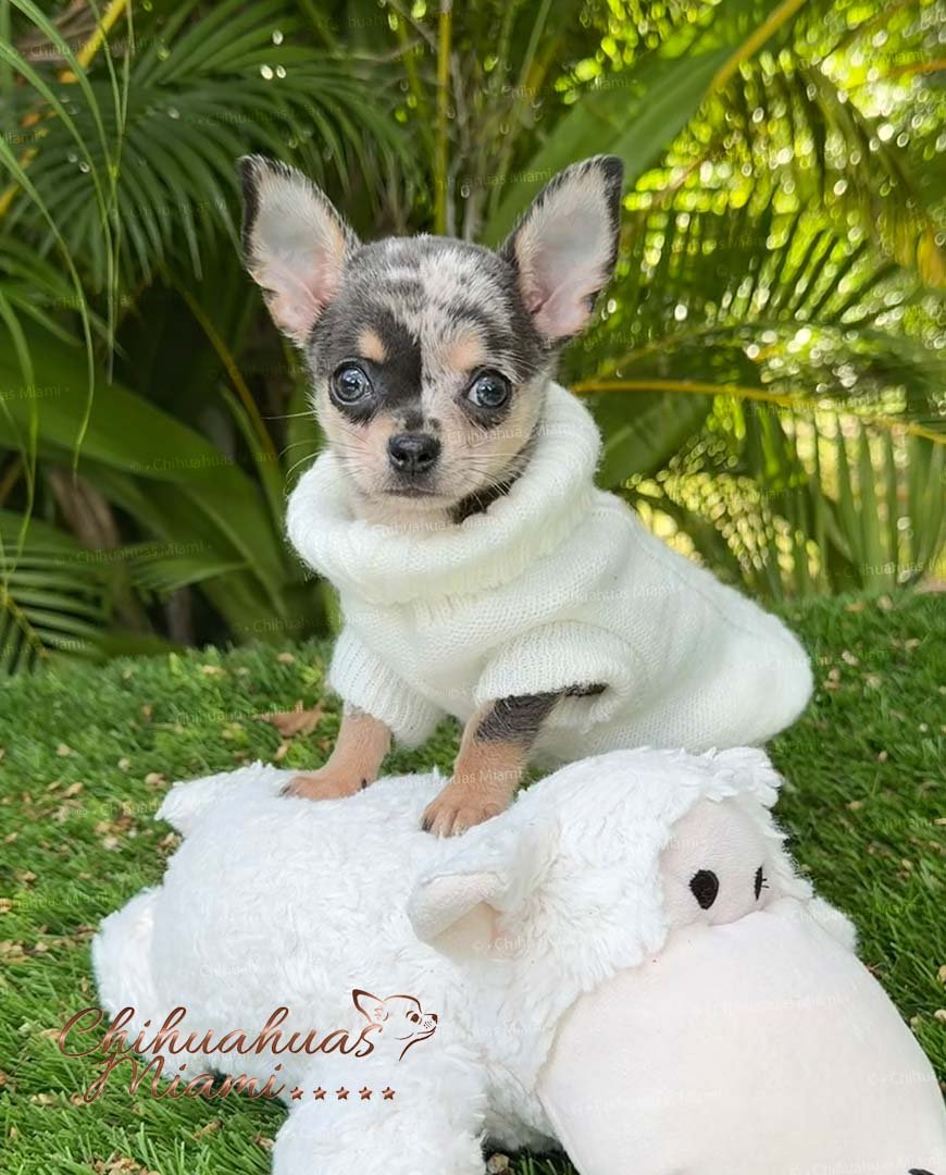 Teacup Chihuahua Dexter