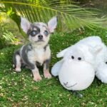 Teacup Chihuahua Dexter