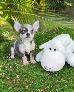 Teacup Chihuahua Dexter