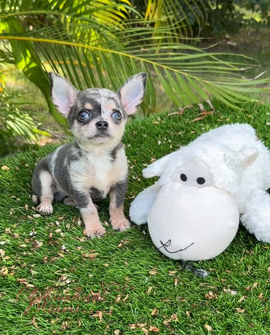 Teacup Chihuahua Dexter