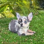 Teacup Chihuahua Dexter