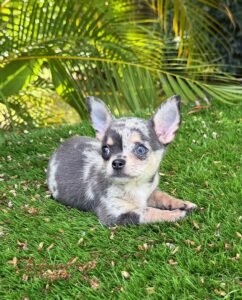 Teacup Chihuahua Dexter