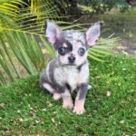 Teacup Chihuahua Dexter