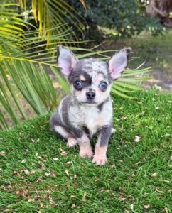 Teacup Chihuahua Dexter