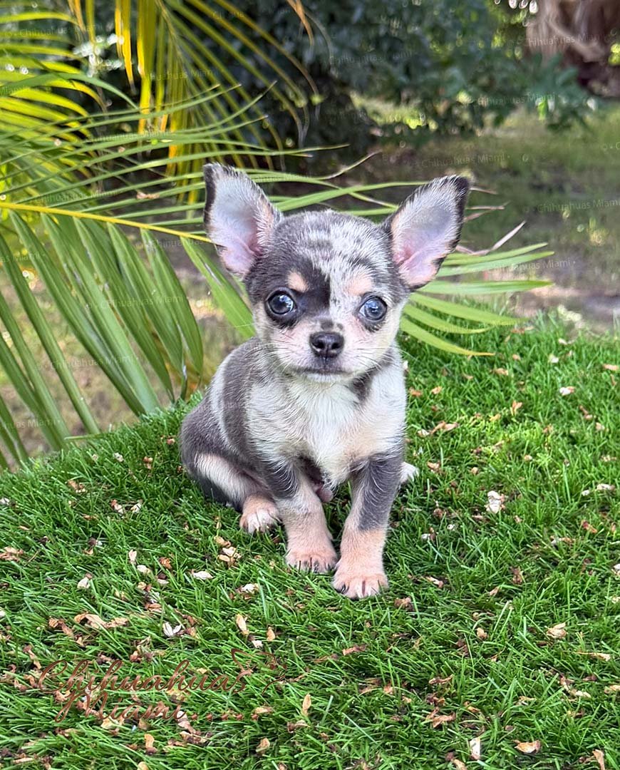 Teacup Chihuahua Dexter
