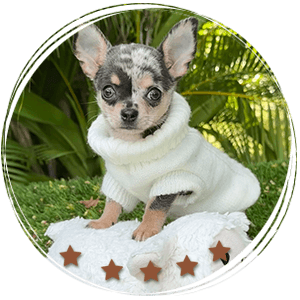 Teacup Chihuahua Dexter