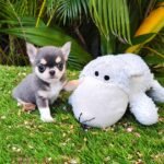Mini Teacup Chihuahua Dominic