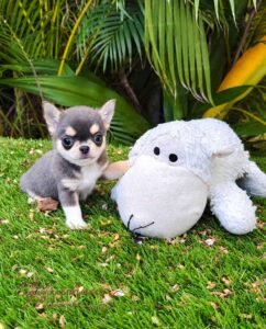 Mini Teacup Chihuahua Dominic