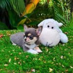 Short Hair Chihuahua Dominic