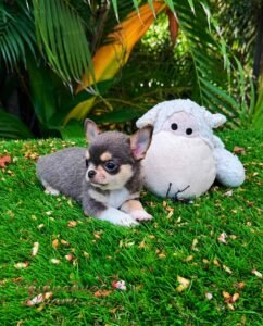 Short Hair Chihuahua Dominic