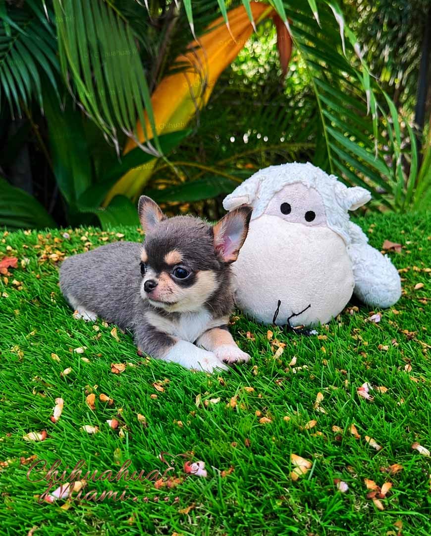 Short Hair Chihuahua Dominic