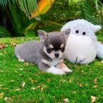 Lilac and Tan Teacup Chihuahua Dominic