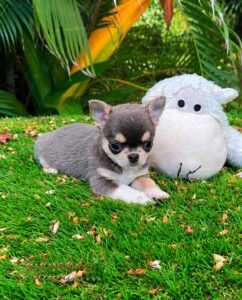 Lilac and Tan Teacup Chihuahua Dominic