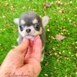 Teacup Chihuahua Dominic