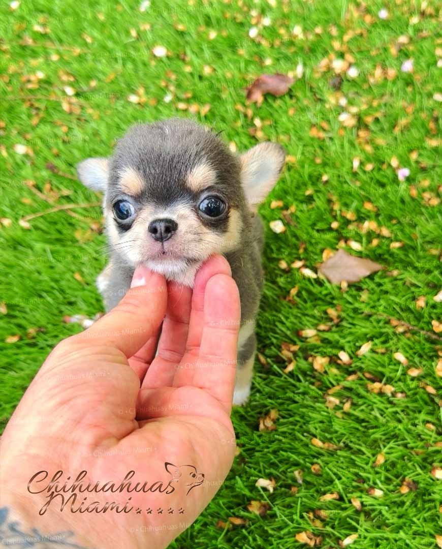 Teacup Chihuahua Dominic