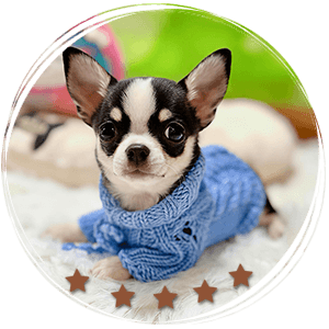 Teacup Chihuahua Ddominic