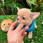 Shor Hair Teacup Chihuahua - Dorito